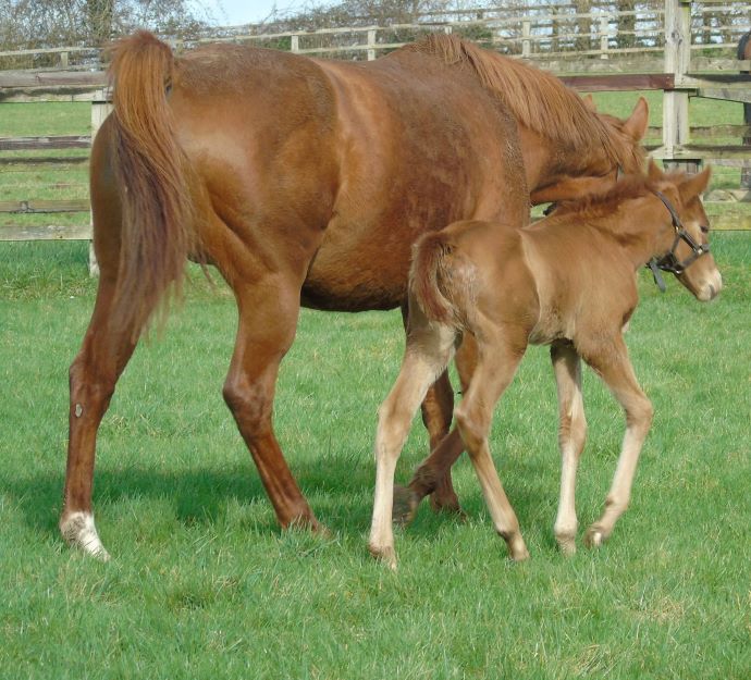 2024 colt by Space Blues